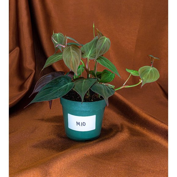 Philodendron Micans 4" US Seller Potted RARE Philo - Picture 1 of 1